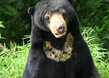 “Telkah” Beruang Masuk Kampung Ulu Nuwih Takengon Warga Resah