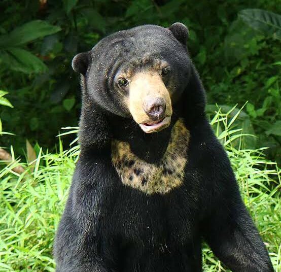 “Telkah” Beruang Masuk Kampung Ulu Nuwih Takengon Warga Resah