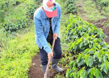 Cara Bardan Optimalkan Peran Penyuluh Pertanian