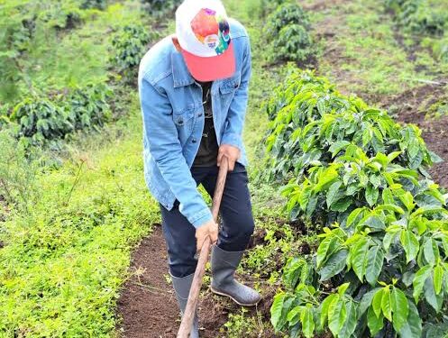 Cara Bardan Optimalkan Peran Penyuluh Pertanian