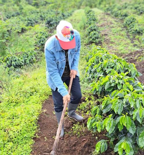 Cara Bardan Optimalkan Peran Penyuluh Pertanian