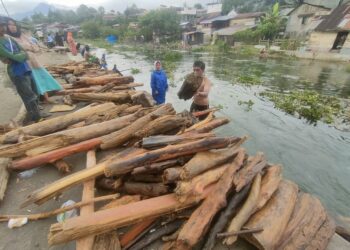 Ratusan Warga Berburu Kayu Hanyut di Sungai Pesangan