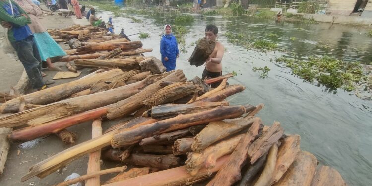 Ratusan Warga Berburu Kayu Hanyut di Sungai Pesangan