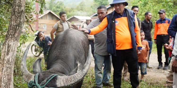 331 Sapi Meugang Disalurkan, Masyarakat Aceh Tengah Sampaikan Terima Kasih kepada Presiden Prabowo