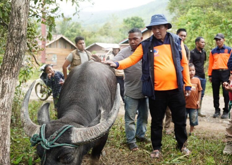 331 Sapi Meugang Disalurkan, Masyarakat Aceh Tengah Sampaikan Terima Kasih kepada Presiden Prabowo