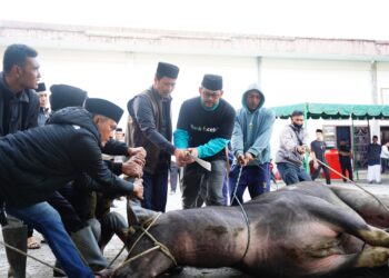 Hari Ke 2, Bupati Haili Yoga Sembelih Sapi Kurban Bantuan Presiden Prabowo Subianto Seberat 824 Kg