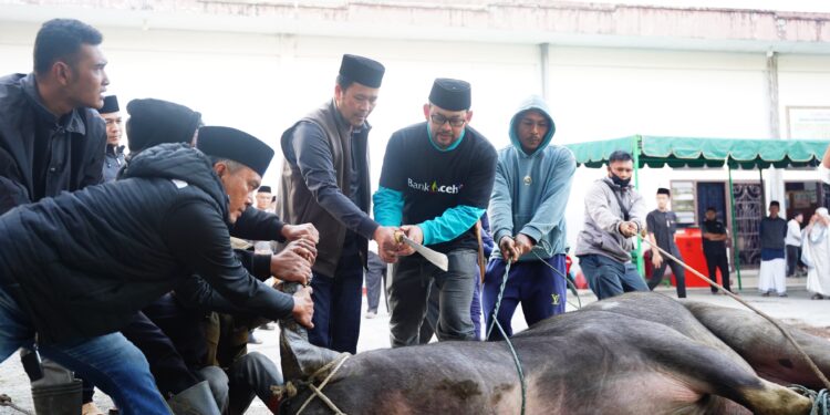 Hari Ke 2, Bupati Haili Yoga Sembelih Sapi Kurban Bantuan Presiden Prabowo Subianto Seberat 824 Kg