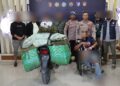 Satresnarkoba Polres Aceh Tengah Kembali Gagalkan Peredaran 45 Kilogram Ganja