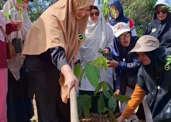 PD BKMT Aceh Tengah Tanam 1000 Pohon Lewat Program “Gerakan Hijau “
